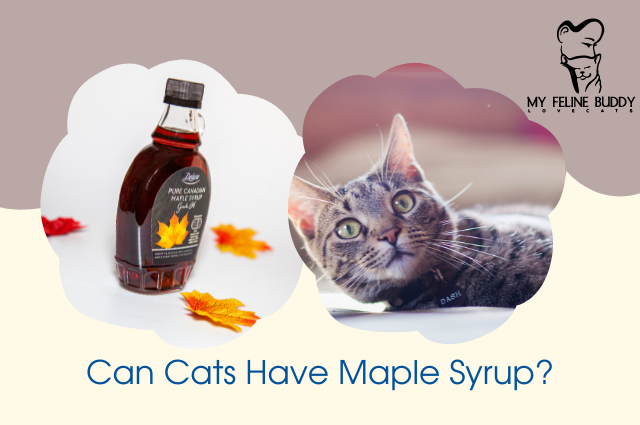 Can Cats Have Maple Syrup?
