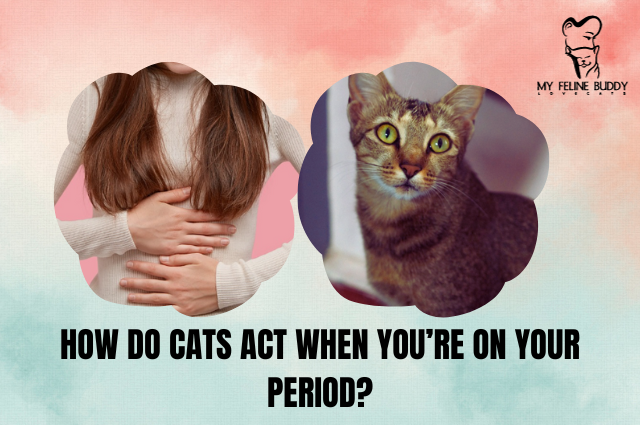 How Do Cats Act When You’re on Your Period?
