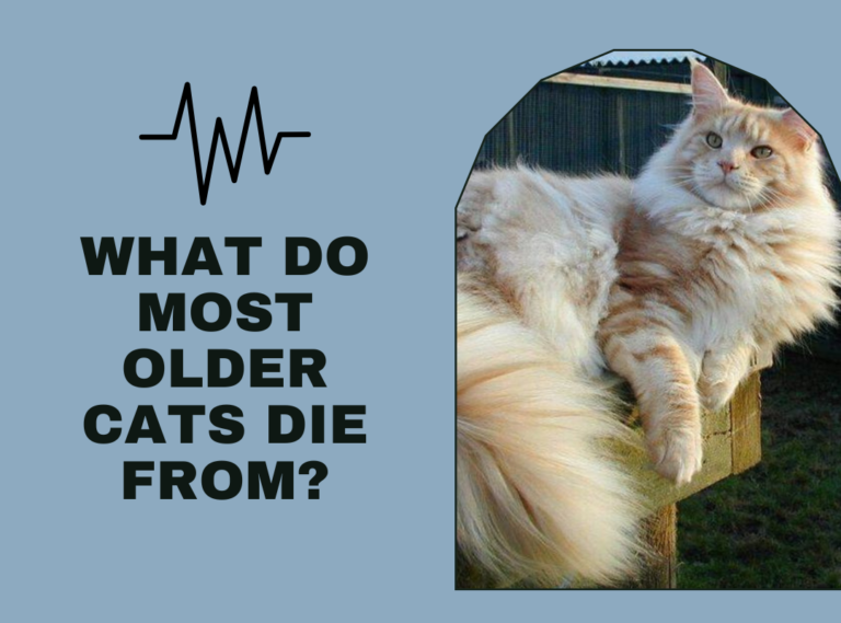 What Do Most Older Cats Die From?
