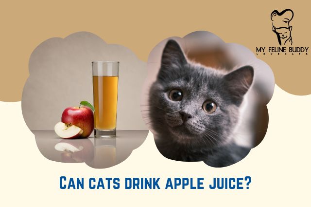 Can Cats Drink Apple Juice?
