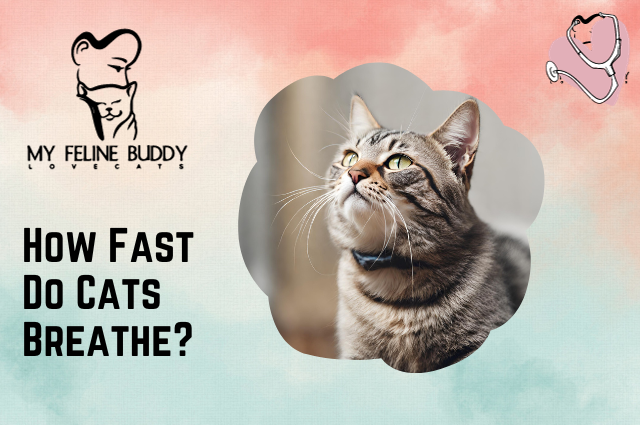 How Fast Do Cats Breathe?