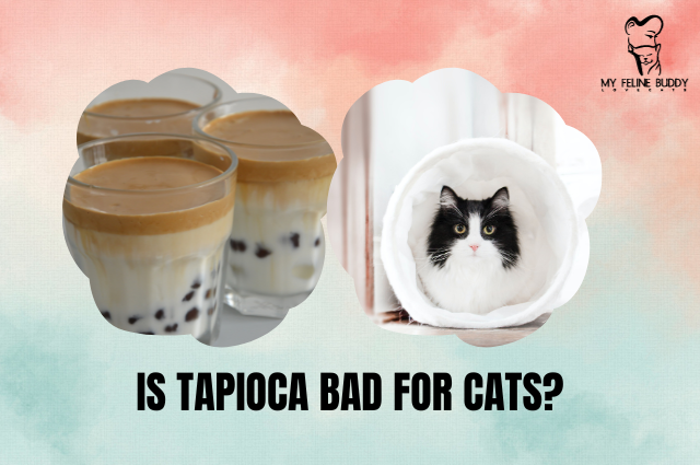 Is Tapioca Bad for Cats?