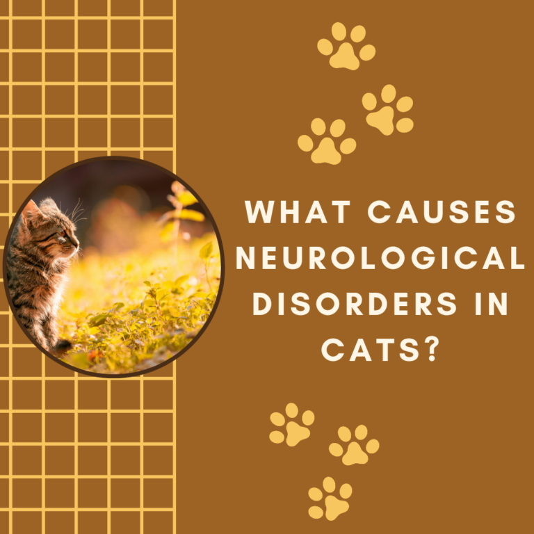 What Causes Neurologic Disorders in Cats?