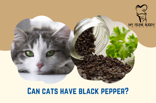 Can Cats Have Black Pepper?