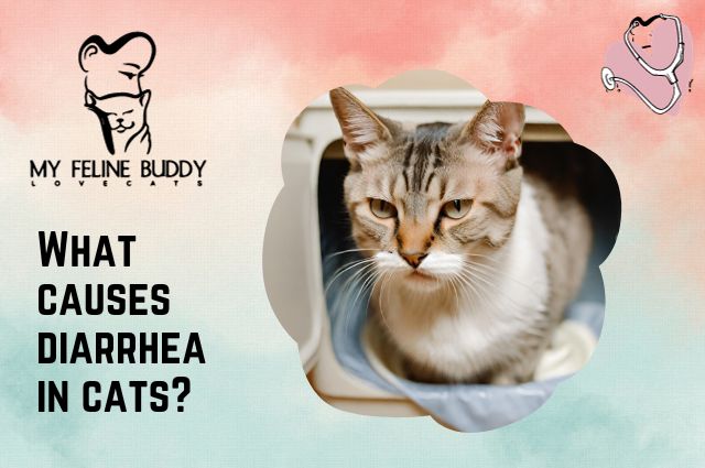 What Causes Diarrhea in Cats?