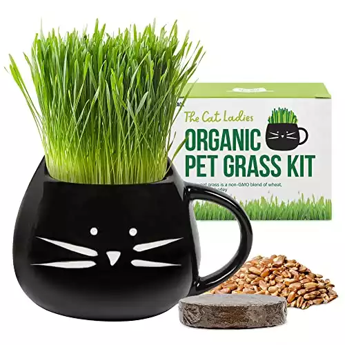 The Cat Ladies Organic Cat Grass Growing kit with Seeds