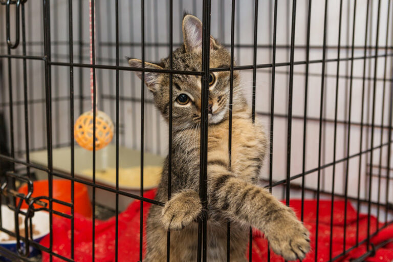 Can I Keep My Cat in a Cage Overnight? Tips for Safe & Cozy Crating