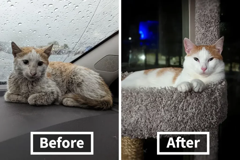 Before and after rescue