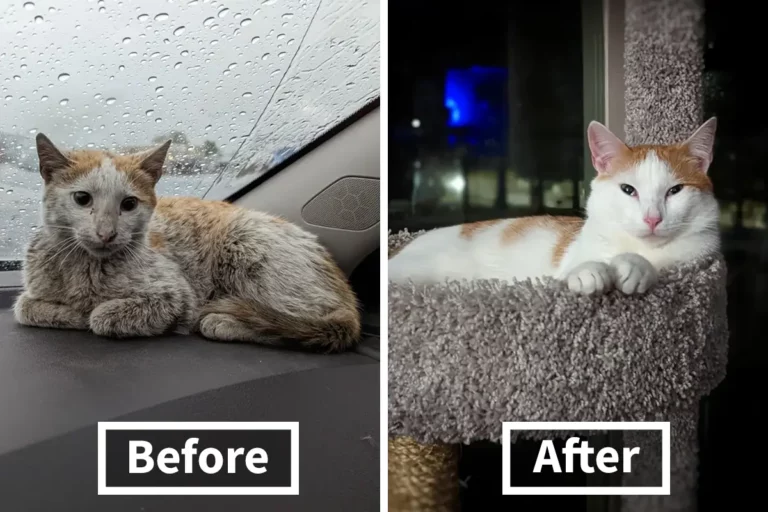 Before And After Rescue: 17 Beautiful Cat Transformations That Will Make You Cry