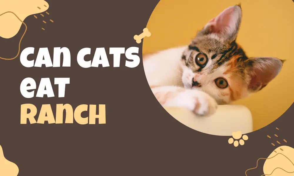 Can Cats Eat Ranch?
