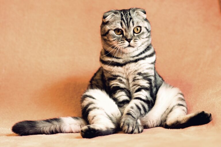 Understanding Cat Sitting Positions: Insights Into Health & Mood