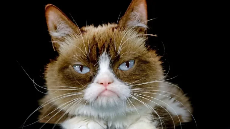 Most Famous Cats: From Historical Icons to Internet Sensations