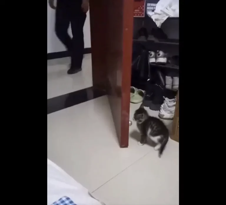 Watch This Adorable Kitten Pull a Prank On Her Human