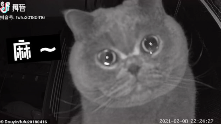 A Lonely Holiday at Home: Kitten Cries Caught on Security Camera