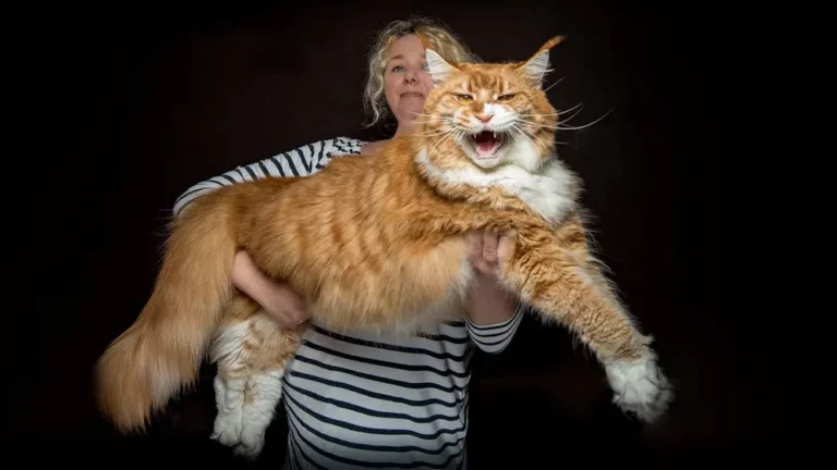 Meet Maine Coon – The Largest Cat Breed that Make Humans Appear Small