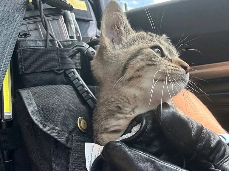 Heroes in Uniform: Read about a heartwarming rescue of “JJ” and “tiger” from a burning house