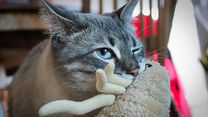 Why Your Cat Carries Toys and Meows: A Playful Bond Explained