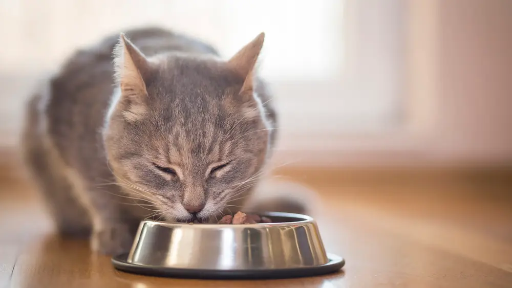 cat-eating-out-of-food-bowl