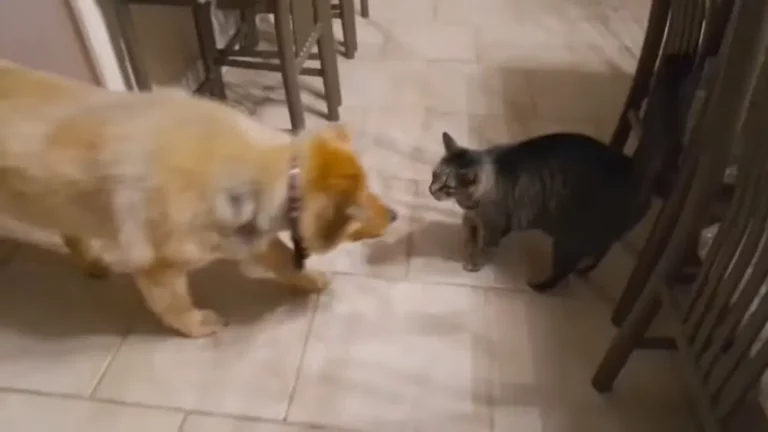 Cat Emotionally Greets Blind Dog Pal: A Heartwarming Reunion After a Month Apart