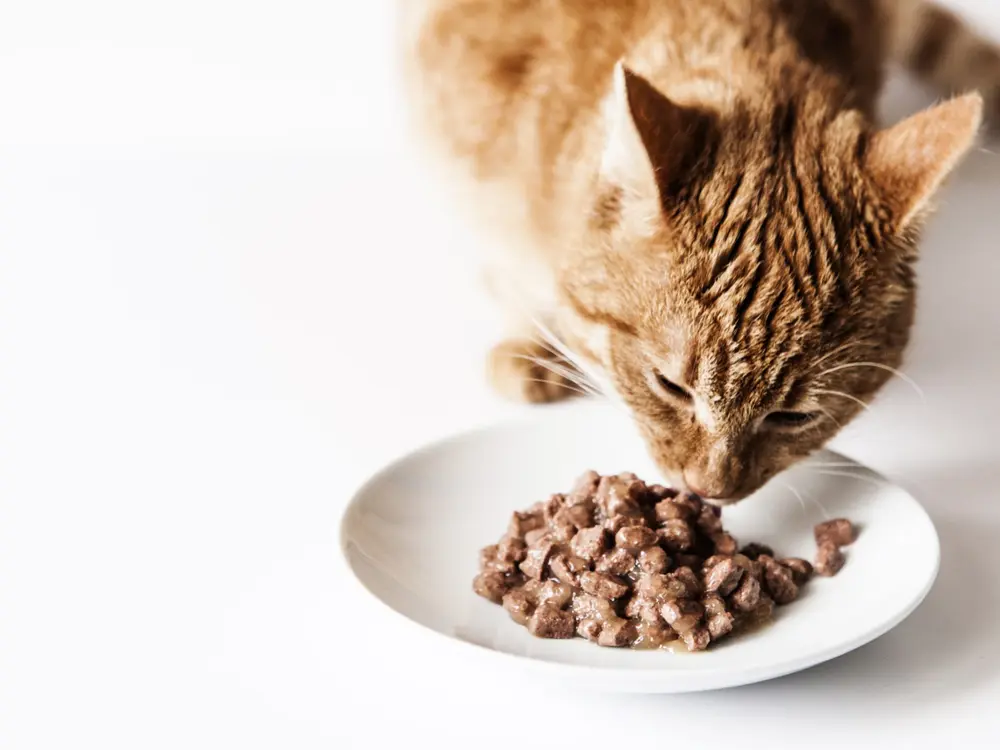 Why Does My Cat Eat So Fast Tips To Safely Slow Them Down