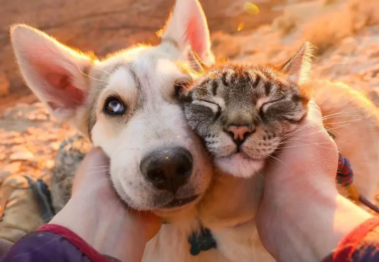 Rescue Dog and Cat Become Besties: Unlikely Friendship Leads to Funny Adventures
