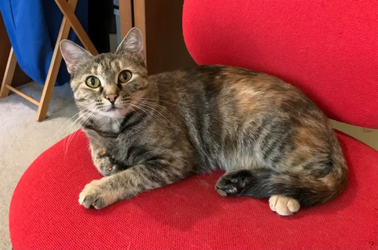 Exploring Torbie Cat Personality: A Mix of Elegance & Individuality