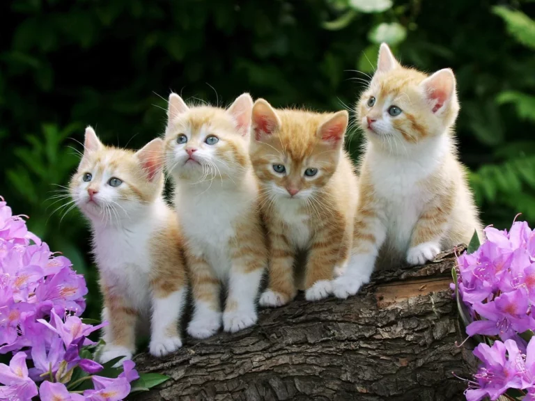 12 Most Popular Cat Breeds: Find Your Purrfect Companion