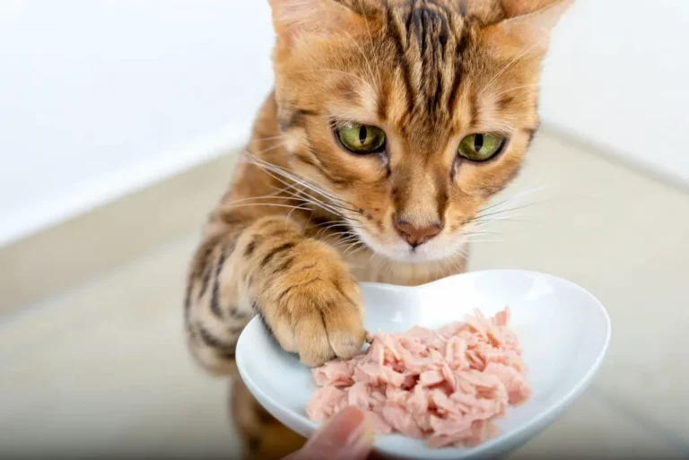 15 Gourmet Cat Names for Foodie Pet Owners