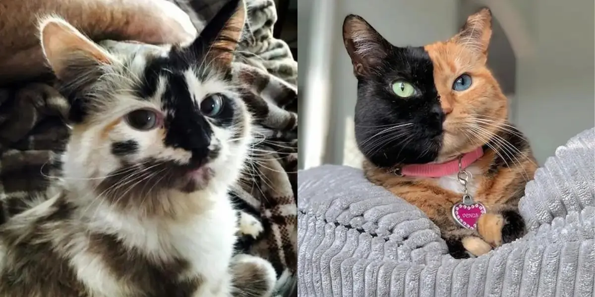 16 Cats With The Coolest Fur Patterns Ever!