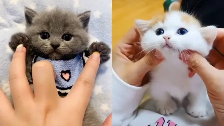 20 Insanely Cute Cats That Will Melt Your Heart – “Aww’s” Guaranteed