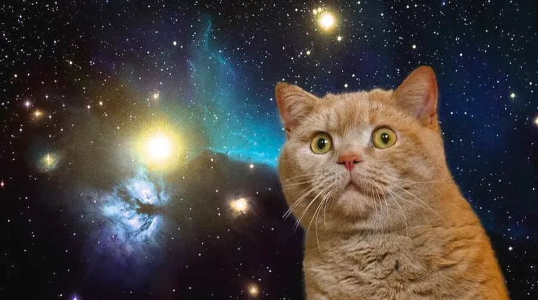 35 Celestial Cat Names for Starry-Eyed Pets