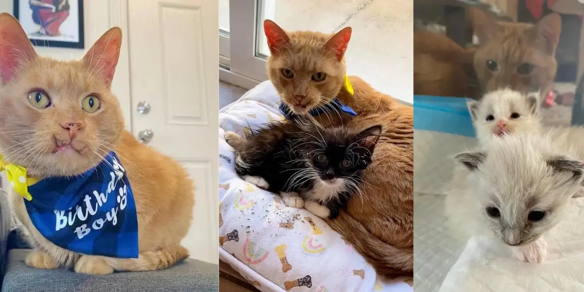 A 15-Year Old Orange Cat Finally Found Its Calling - Mentoring Foster Kittens