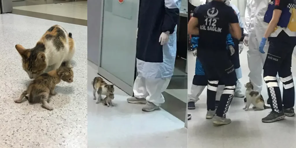 A Mother Cat Brought Her Kitten To A Hospital To Save His life!