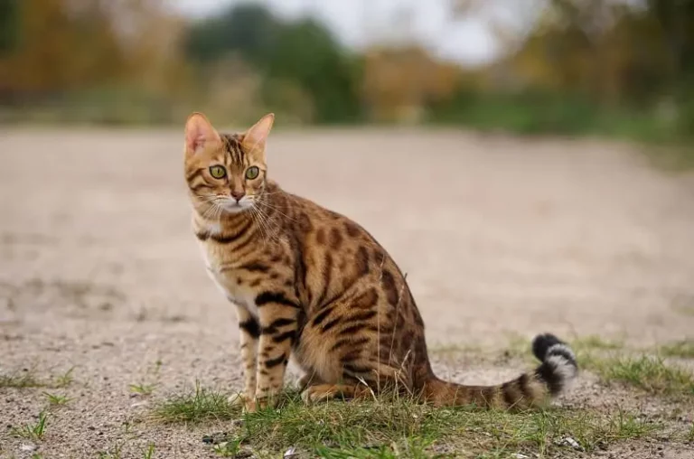 Ultimate Bengal Cat Guide: Care, Traits & Fun Facts