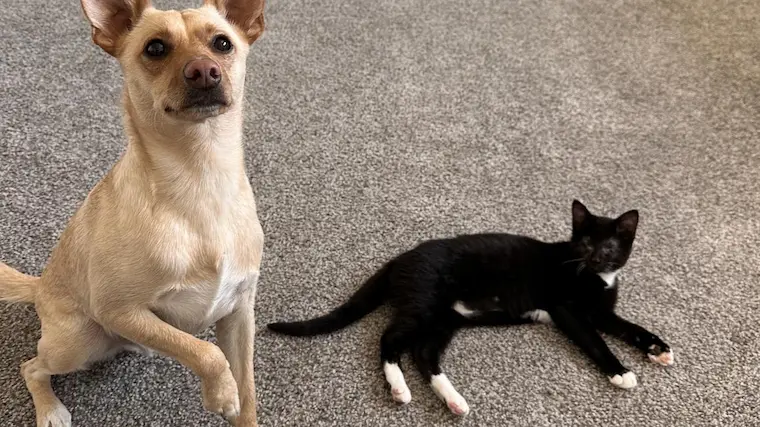 Blind Kitten and Small Dog Form an Unlikely Bond