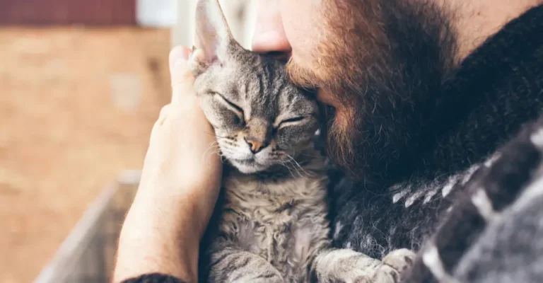 11 Most Affectionate & Lovable Cat Breeds
