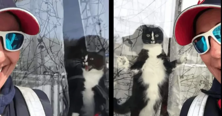 Watch This Fearless Cat Defend Her Home From the “Evil” Mail Carrier – It’s Hilarious!