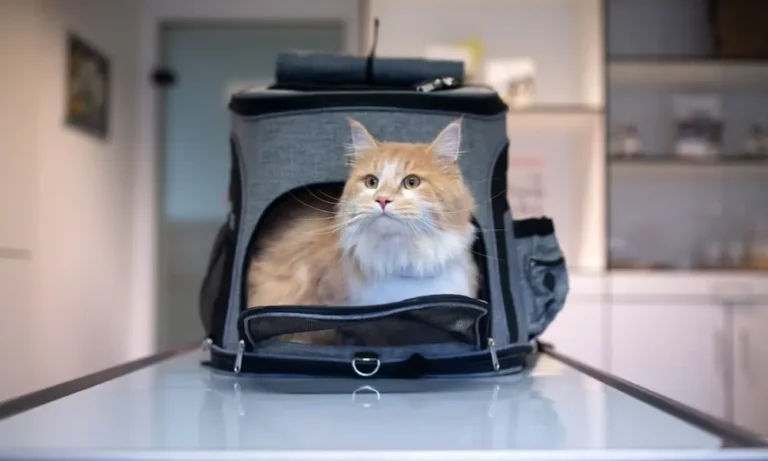 Should you Keep A Cat Inside The Carrier: How Long is Too long?