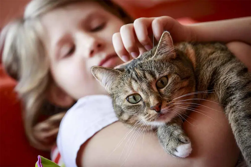 Top 7 Kid-Friendly Cat Breeds for a Happy & Safe Home