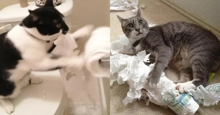 Cats Vs Toilet Paper: Hilarious Cats Caught In Action
