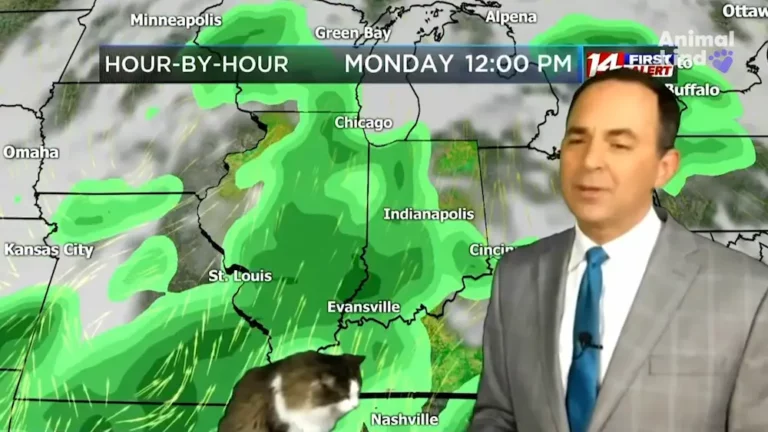 Cat Interrupts Meteorologist and Lands Weather Mascot Role!