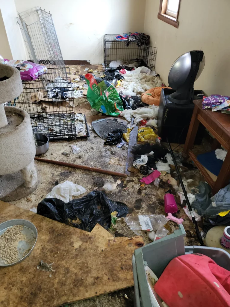 Animal Rescue Or House of Horrors? Director Arrested After Grim Discovery of Neglected Cats