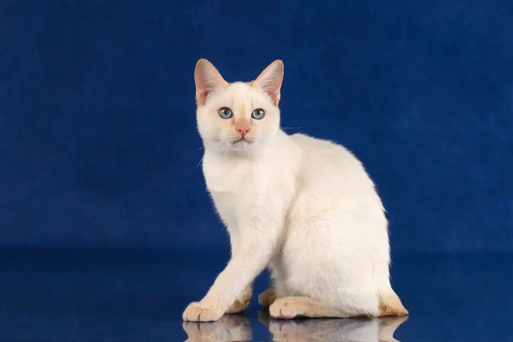 Everything You Always Wanted To Know About Japanese Bobtail Cats