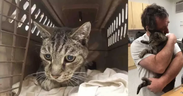 Man Reunites With 19-Year-Old Cat He Thought He’d Lost Forever
