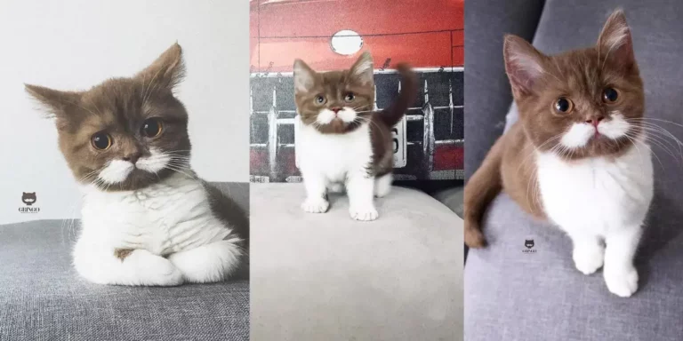 Meet Gringo, A Cat With White Mustache Who’s Winning The internet!