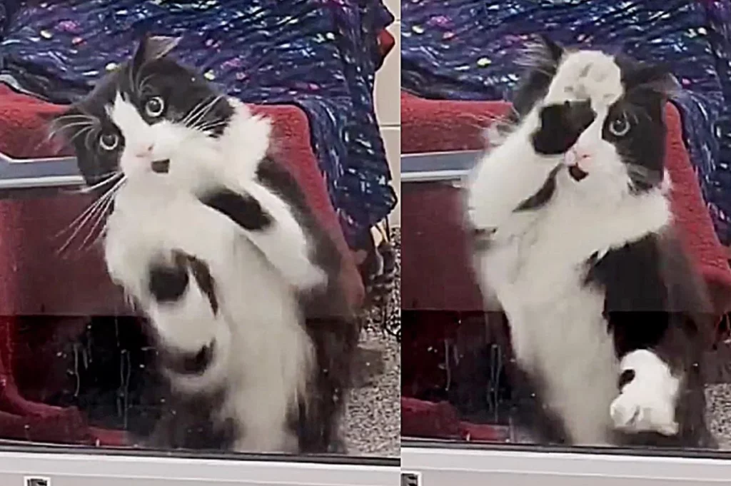 OMG, You HAVE to Meet Moxy, A Shelter Cat Who Greets Visitors By Dancing For Them!