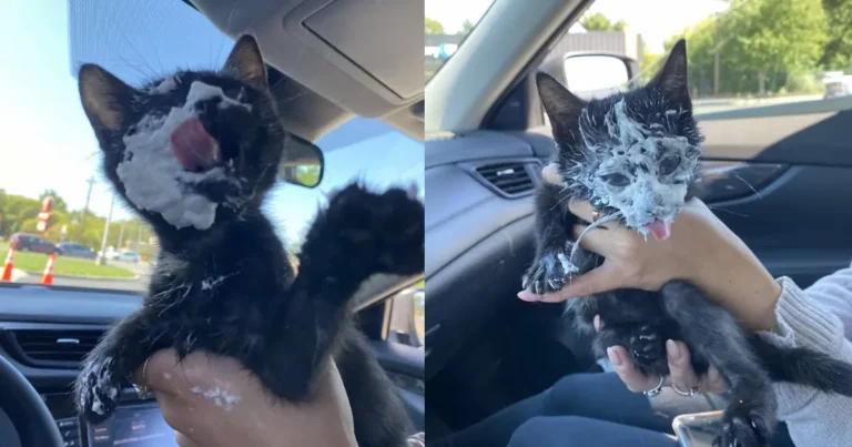 Rescue kitten went crazy for her very first puppuccino ever: An adorable frenzy
