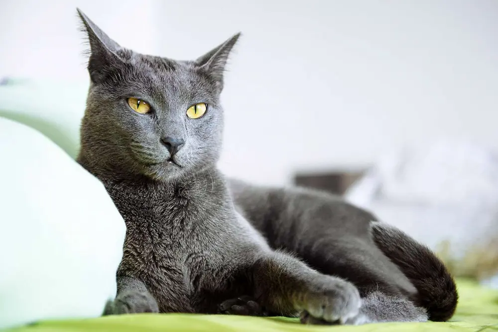 everything you Need To Know About Russian Blue Cat breed