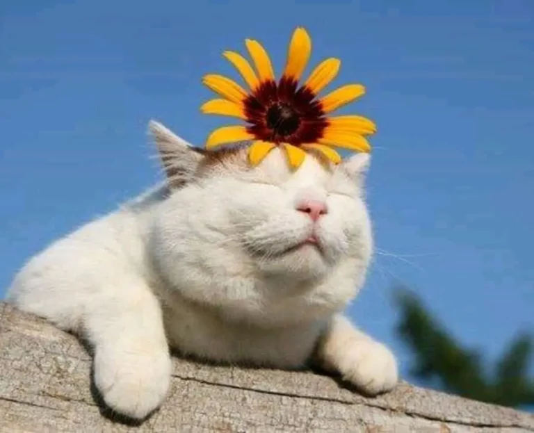 17 Times Cats Nailed Summer Relaxation: Too Funny!