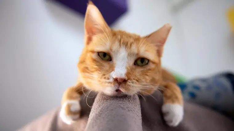 This Tangerine Tabby Has Gone From Super Depressed To Super Snuggly—It’s Been Quite The Journey!